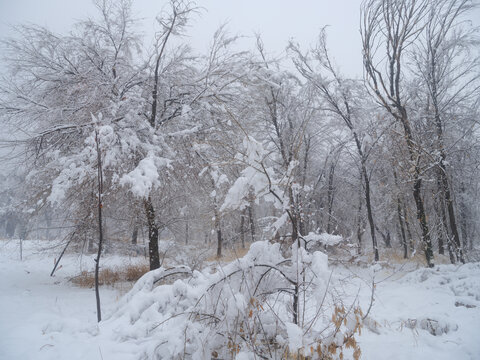 雪林