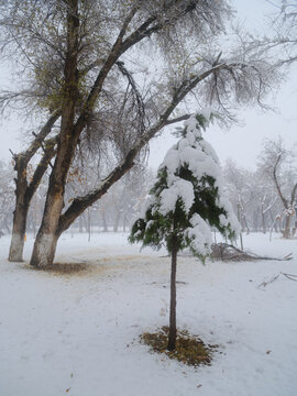 雪景