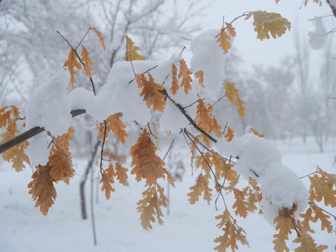 冬雪