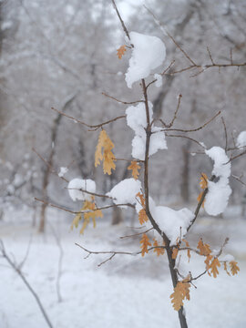 冬雪