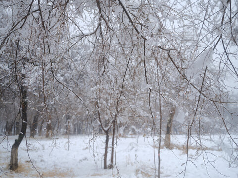 北方的雪