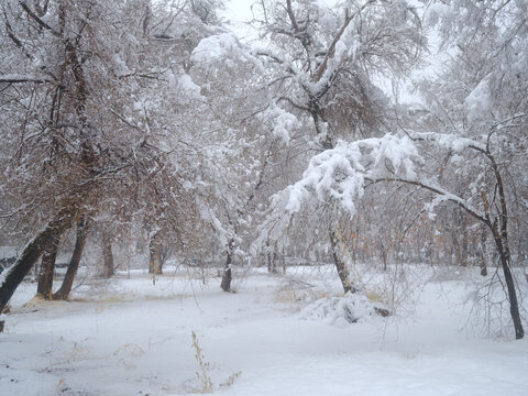 北方的雪