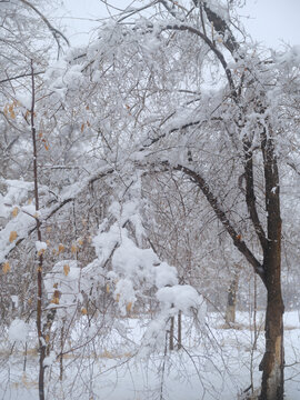 北方的雪