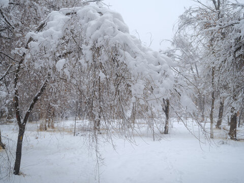 北方的雪