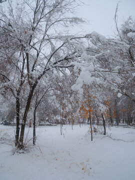 北方的雪