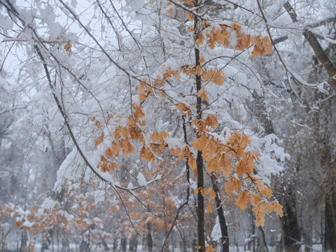 北方的雪