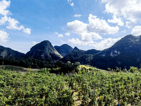 西番莲种植基地