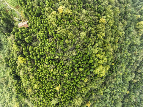 贵福龙华寺