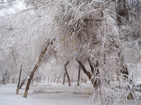 冬雪