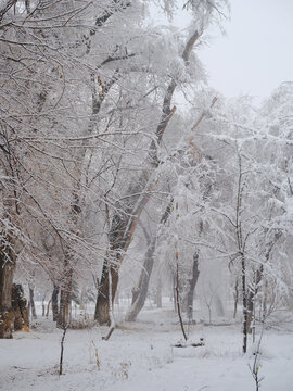 雪景