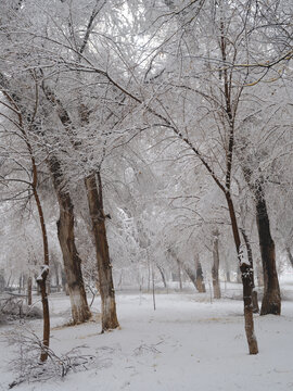 雪景