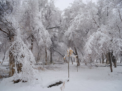 冬雪