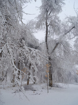 雪景