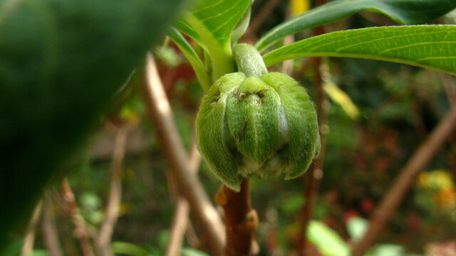 结香花花蕾近摄