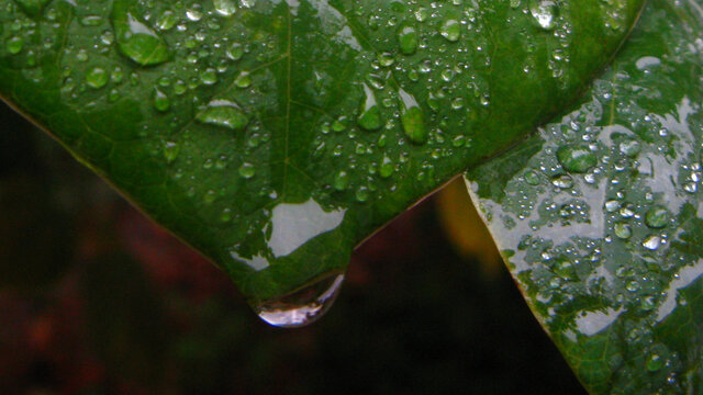 花叶上的雨滴