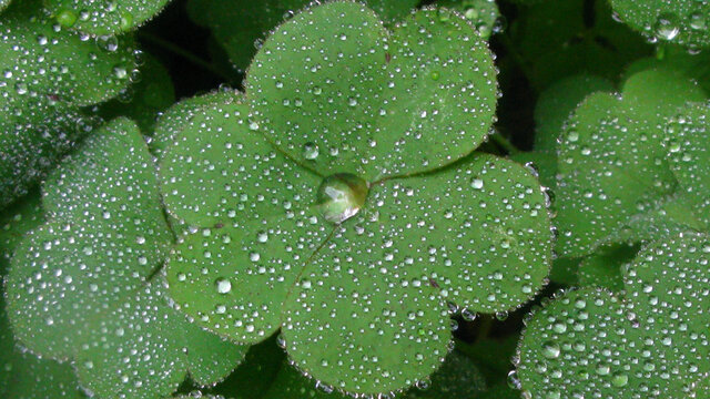 晶莹玉润的酢浆草叶上雨珠