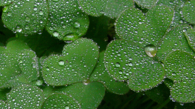 草叶上的大大小小雨珠