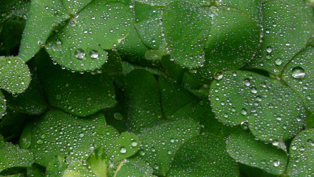 晶莹玉润的酢浆草叶上雨珠