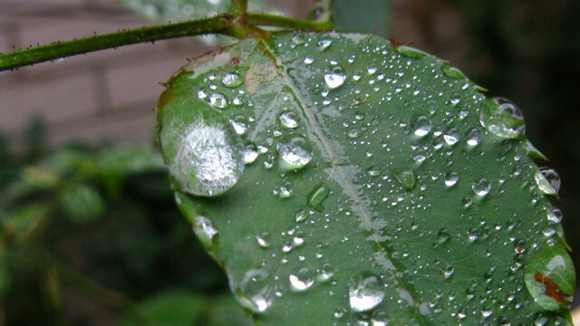 雨珠微距摄影