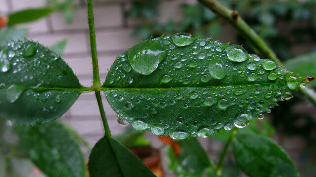 雨珠