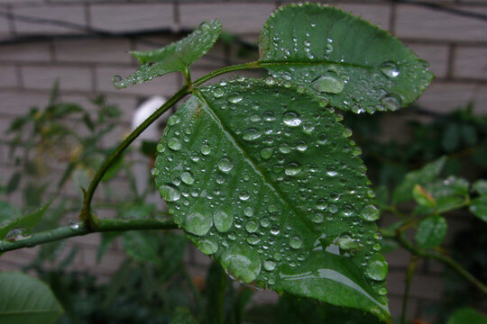 花叶上雨珠