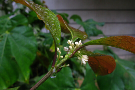 点点滴滴桂花雨