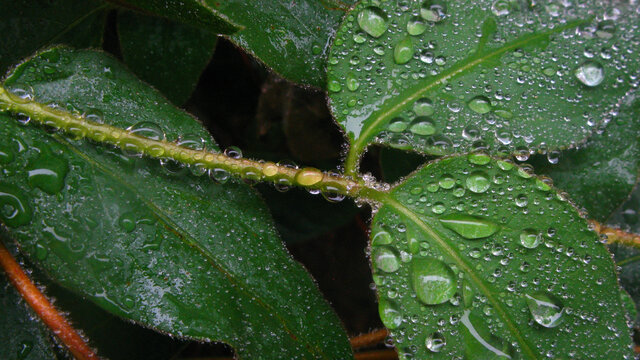 金银花叶上碧玉般雨珠