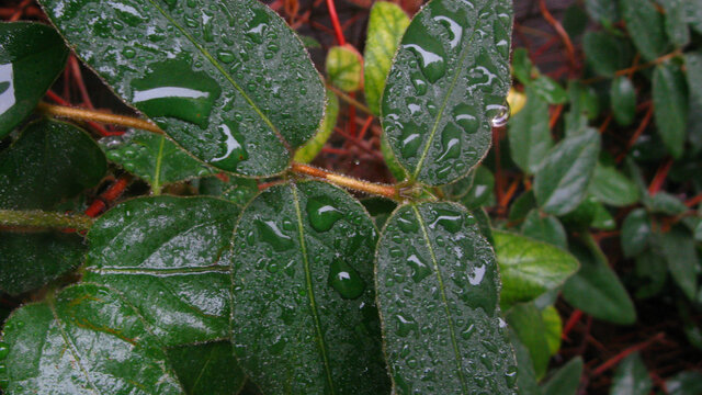 洒满雨珠的金银花