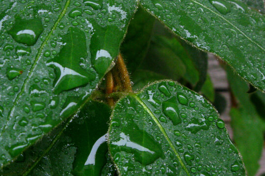 洒满雨珠的金银花叶