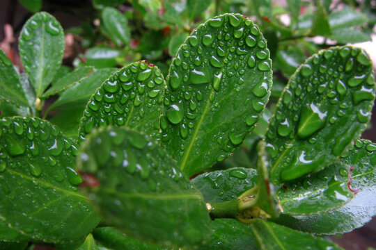 花叶上意欲滚动的雨珠