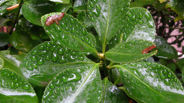 细雨中的冬青卫矛