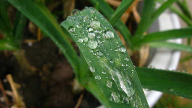 蒜叶上滚动的雨珠