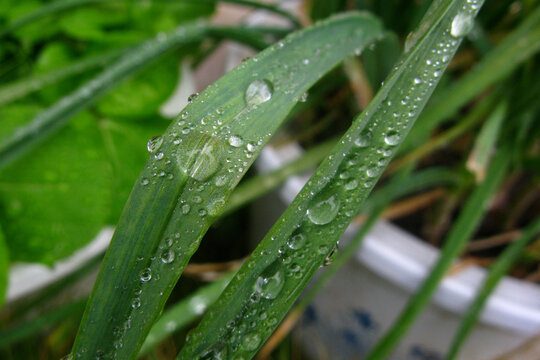 草叶上雨珠近摄