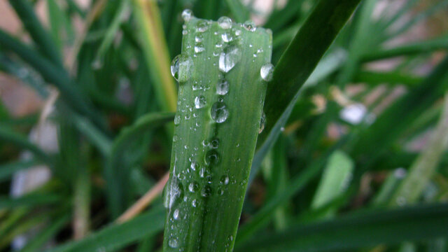 粘在蒜叶上的雨珠