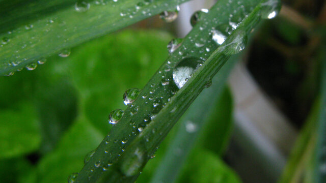 粘在蒜叶上的雨珠