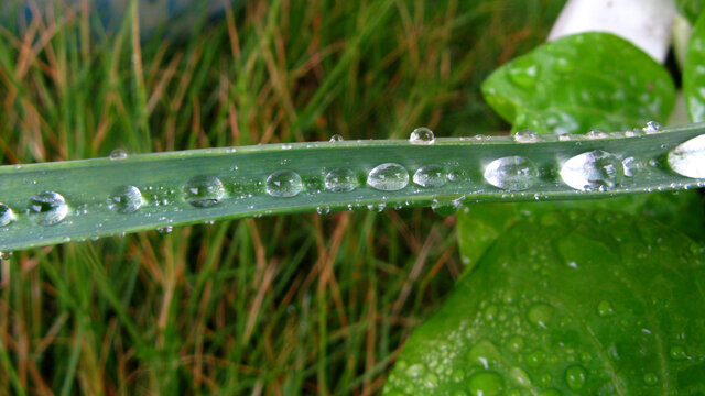 一瓣蒜叶上的雨珠