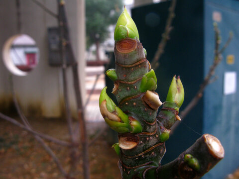 无花果树嫩芽