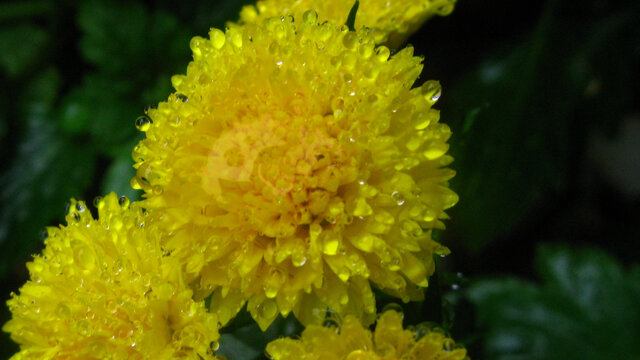 凝结雨珠的菊花花朵