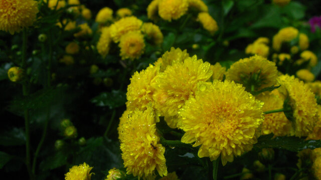 盈枝菊蕊吐秋芳