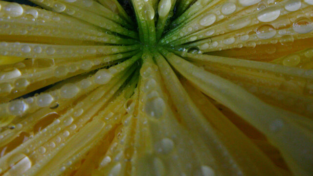 菊花上雨珠微距摄影