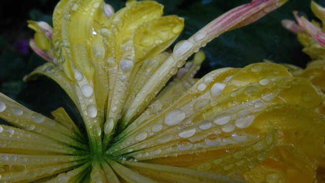 秋菊有泪待雨时