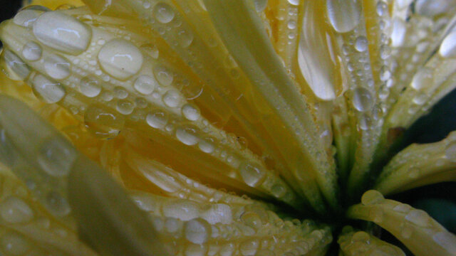 沾满雨露的菊花