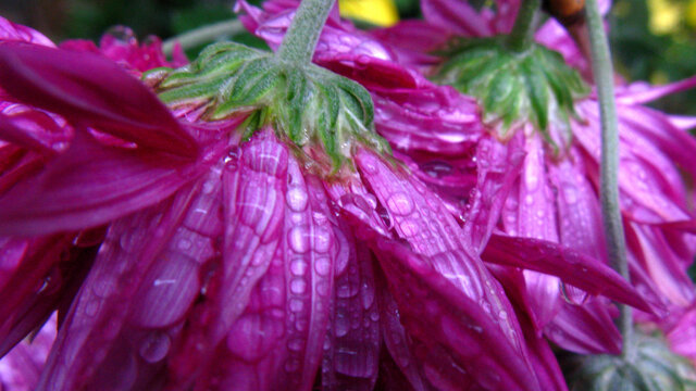 低头秋雨为护花的秋菊