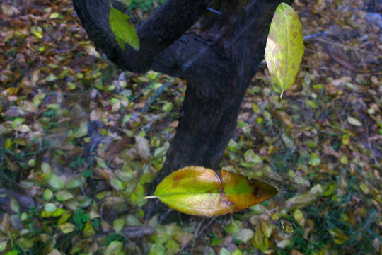 深秋的窗外枣树落叶