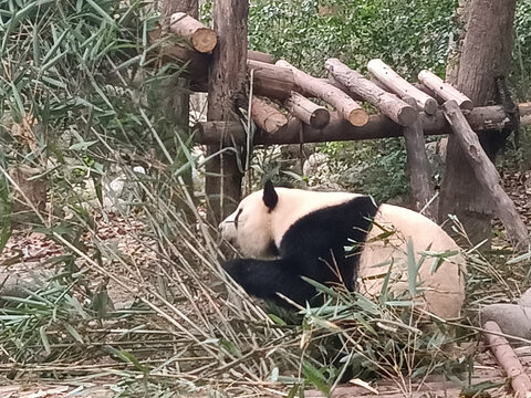 四川熊猫基地
