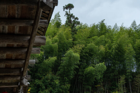 竹林屋檐