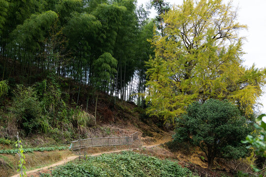 山村小路