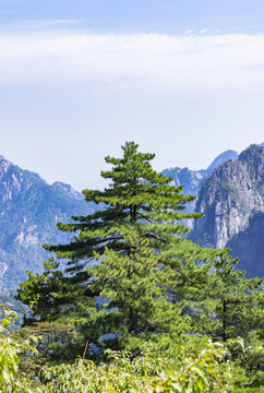 安徽黄山自然风景区的松树