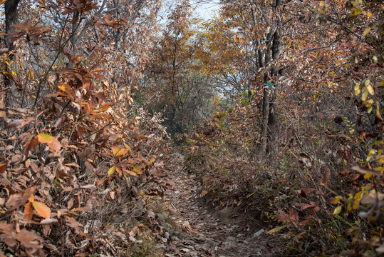 嘉午台登山路