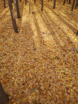 秋天的银杏树林落满树叶